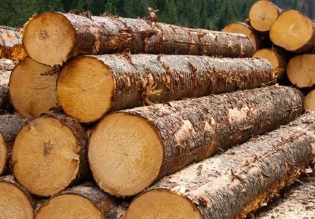 Доступно и понятно: как в Беларуси купить древесину?