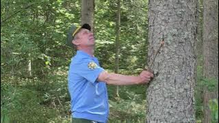 Сорок лет на страже леса