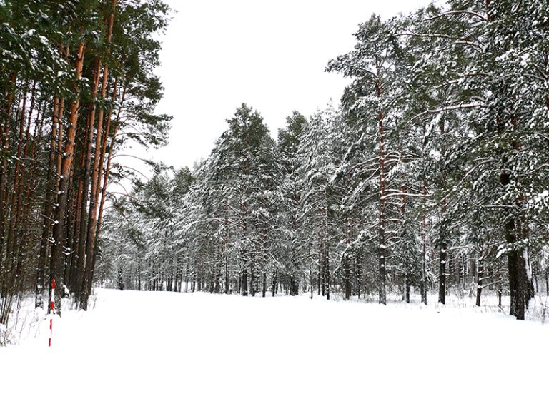 В Беларуси определен порядок использования лесов для отдыха и оздоровления