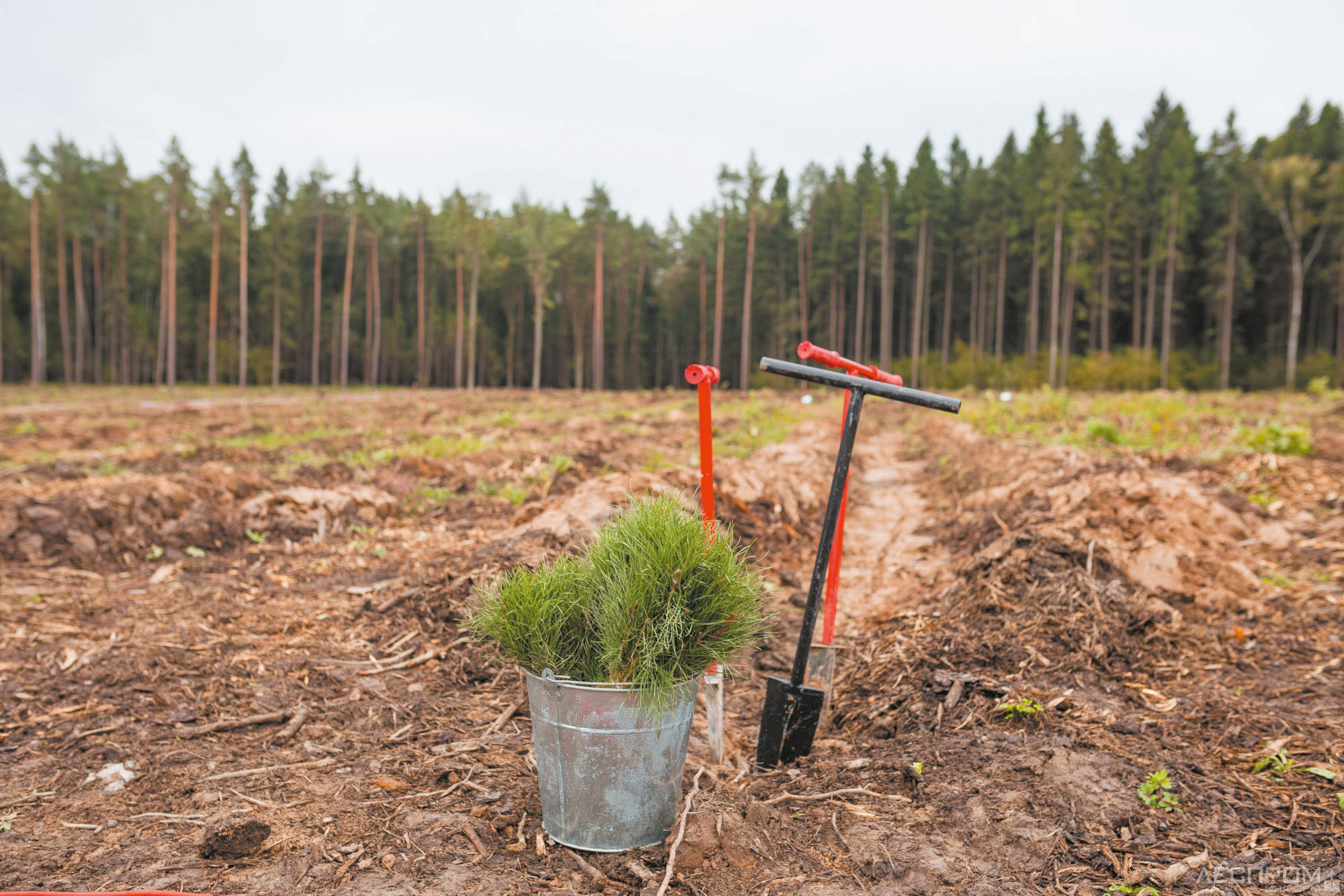 Сезон весенней посадки леса стартовал в Беларуси